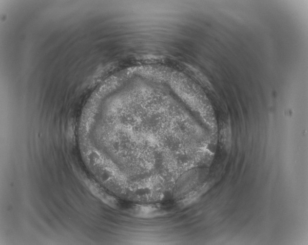 X0000086030662200704201947