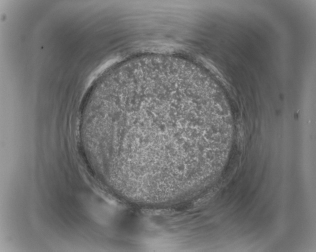 X0000086030679200704201947