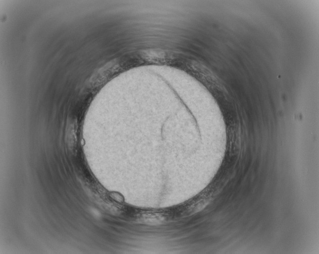 X0000086030702200704201946