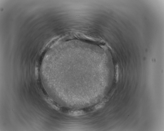 X0000086030716200704201946