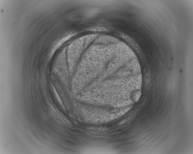 X0000086030727200704201945