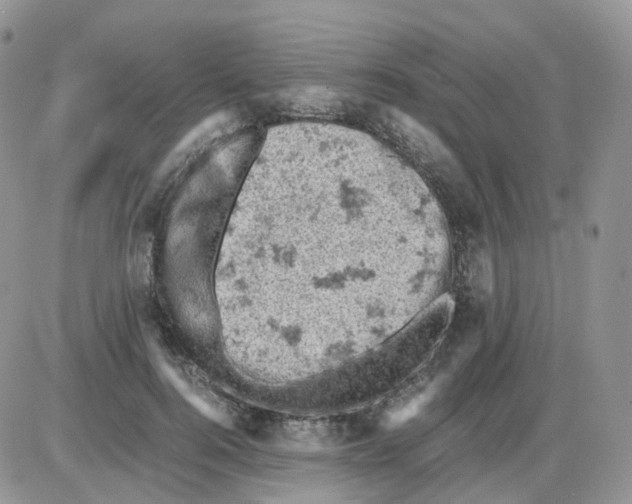 X0000086030744200704201946