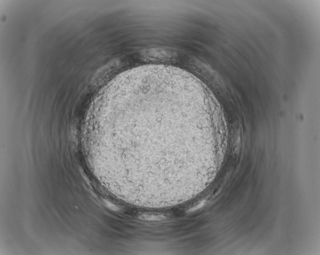 X0000086030749200704201946