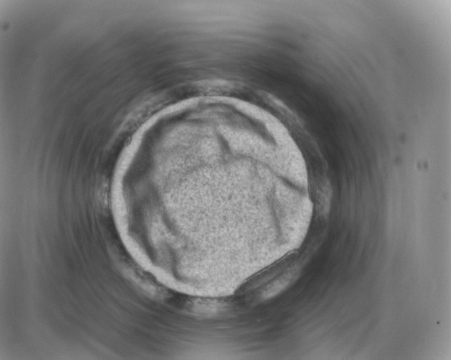 X0000086030766200704201946