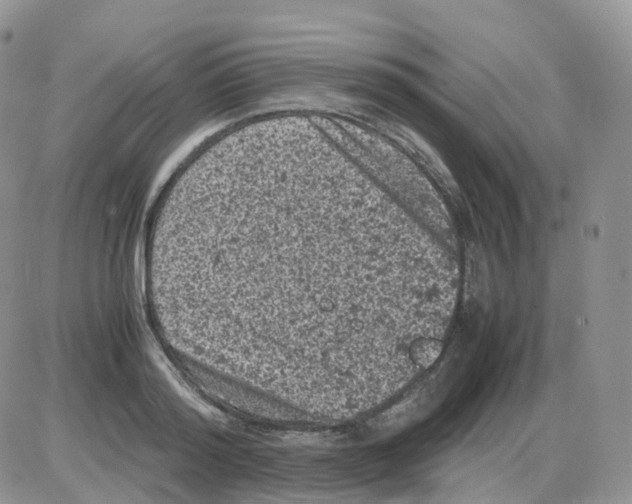 X0000086030796200704201945