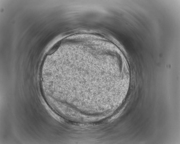 X0000086030803200704201945