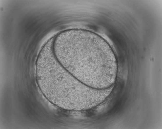 X0000086030807200704201945