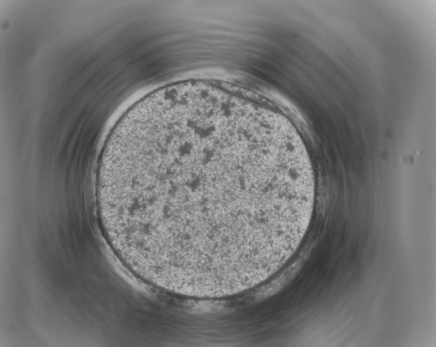 X0000086030808200704201945