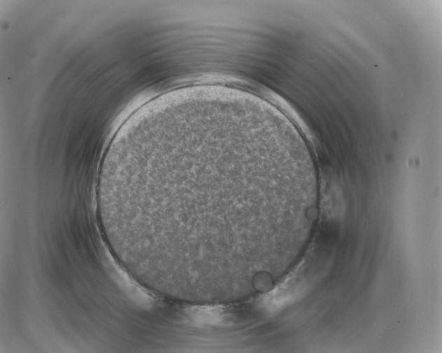 X0000086030810200704201945