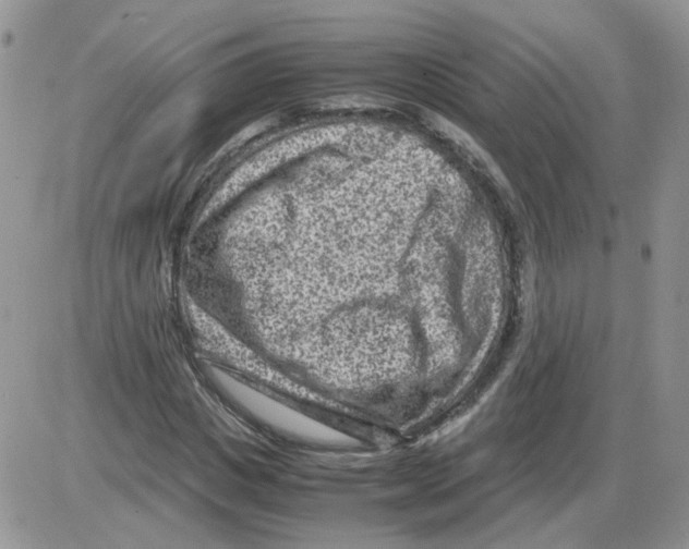 X0000086030825200704201944