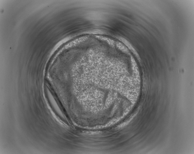 X0000086030845200704201944