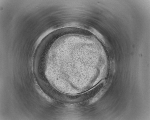 X0000086030854200704201944