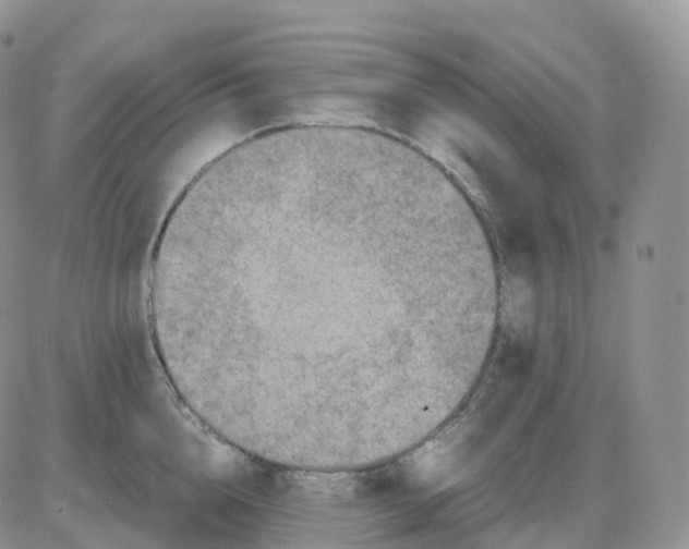 X0000086030856200704201944