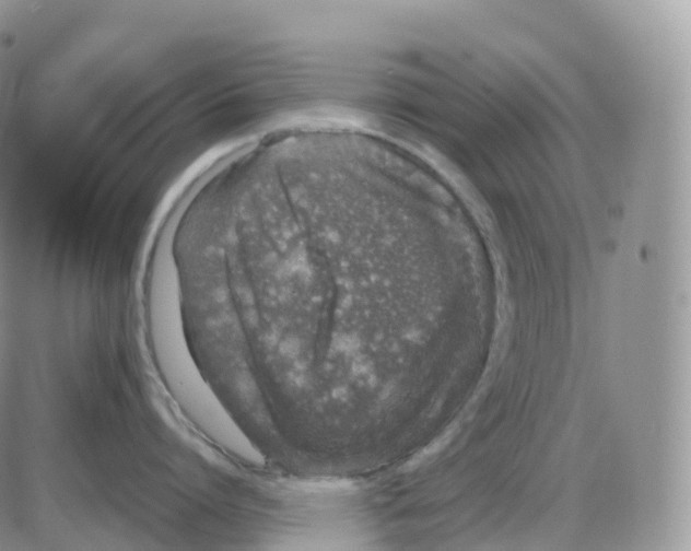 X0000086030864200704201944