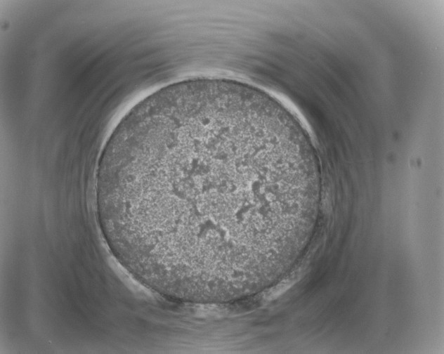 X0000086030903200704201943