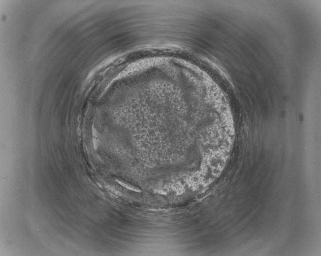 X0000086030920200704201942