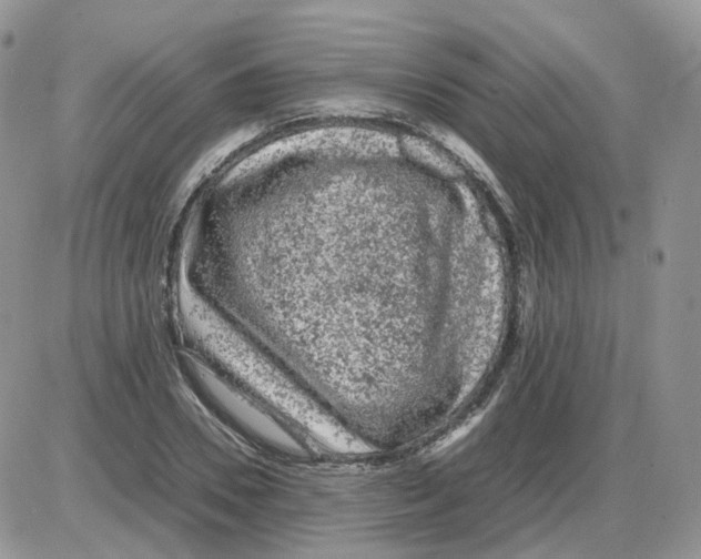 X0000086030930200704201942