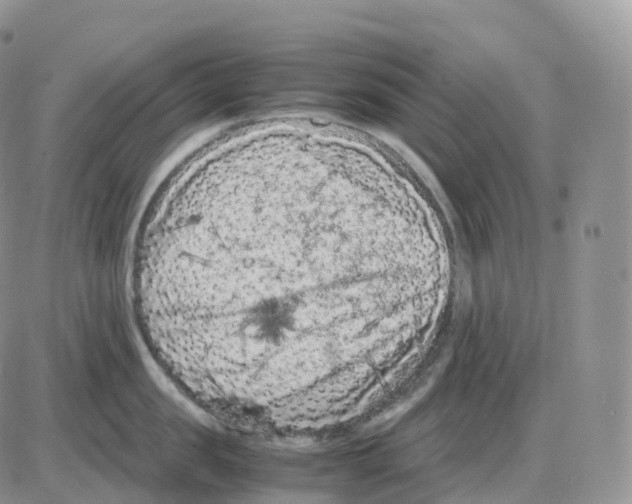 X0000086030957200704201943