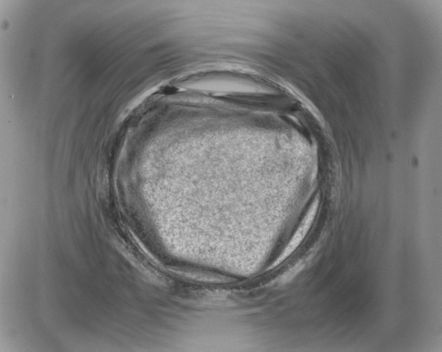 X0000086030969200704201942