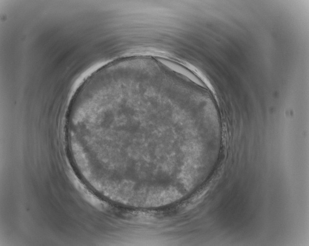 X0000086030995200704201942