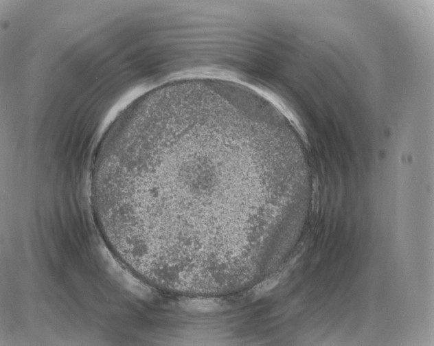 X0000086030998200704201941