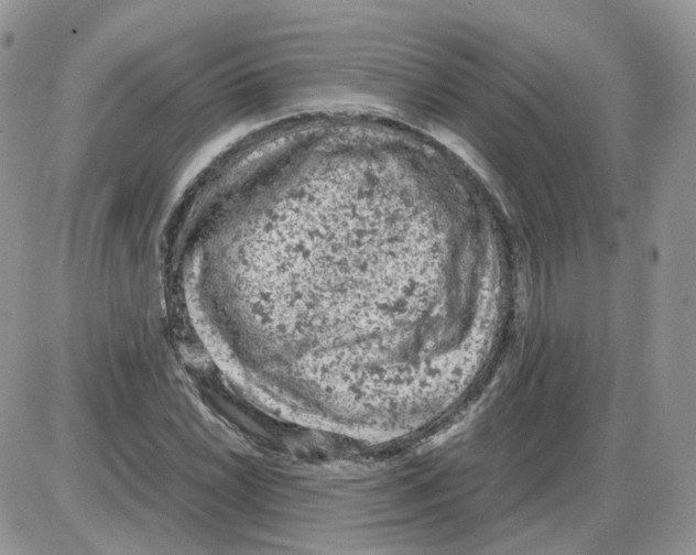 X0000086031022200704201941