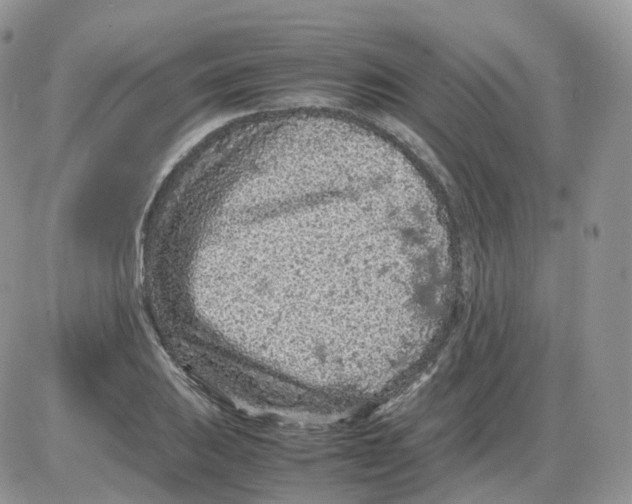 X0000086031031200704201941