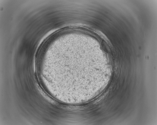 X0000086031036200704201941