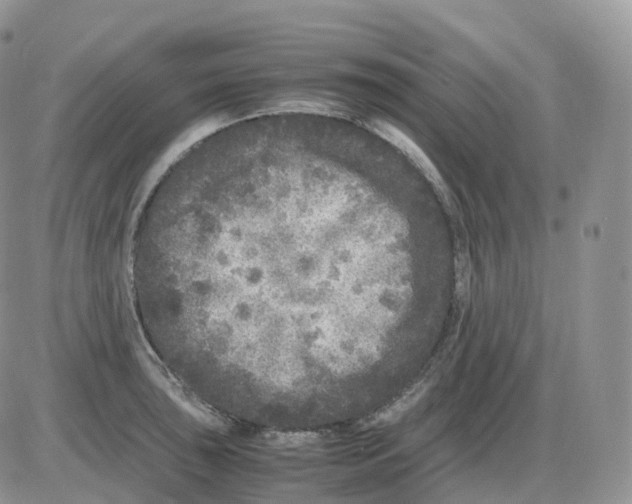 X0000086031043200704201941