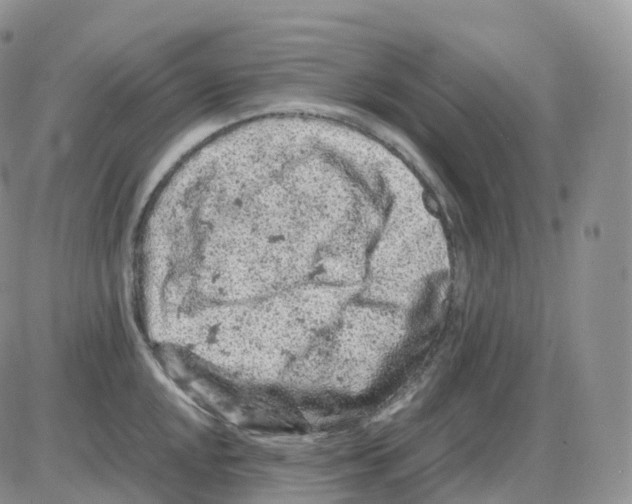 X0000086031048200704201941