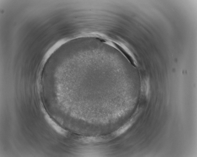 X0000086031054200704201941