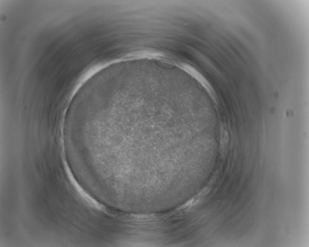 X0000086031055200704201941