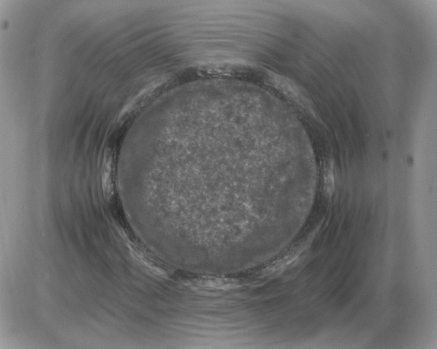 X0000086031060200704201940