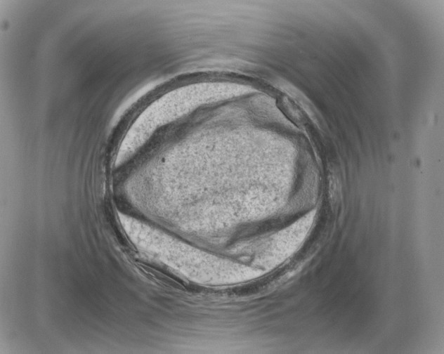 X0000086031069200704201940