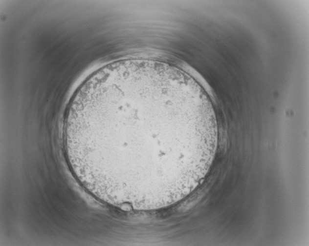 X0000086031099200704201940