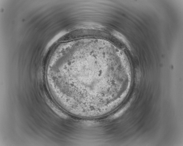 X0000086031114200704201939