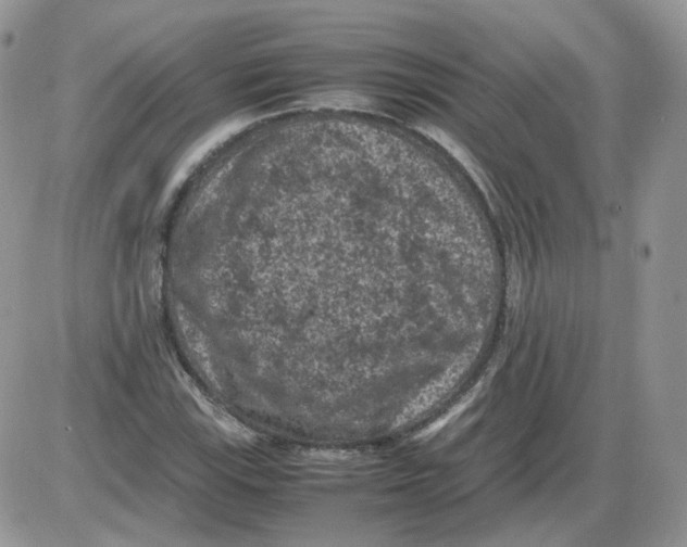 X0000086031115200704201939