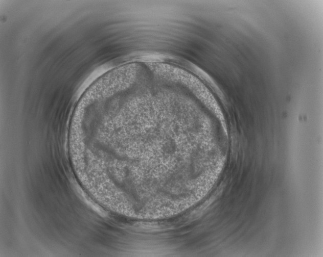 X0000086031194200704201938