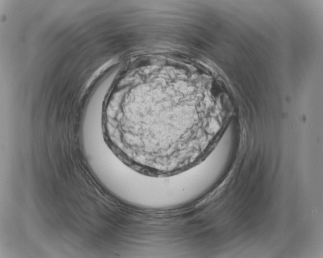 X0000086031210200704201938