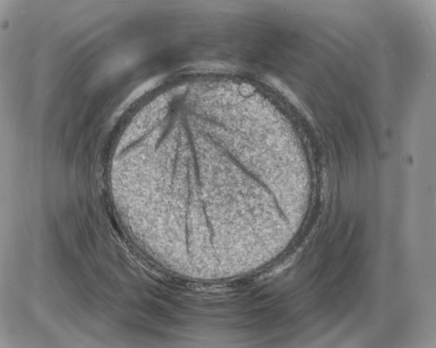 X0000086031213200704201938