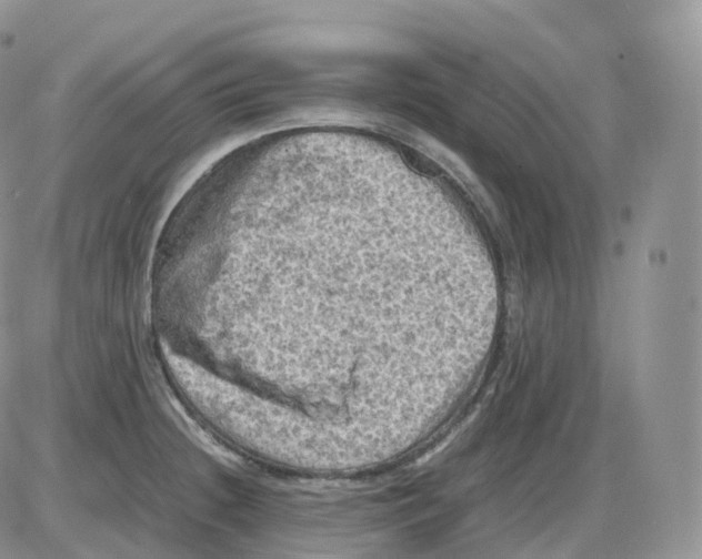 X0000086031236200704201938