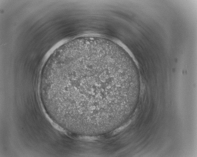 X0000086031245200704201938