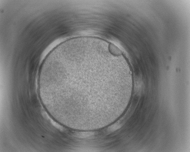 X0000086031294200704201937