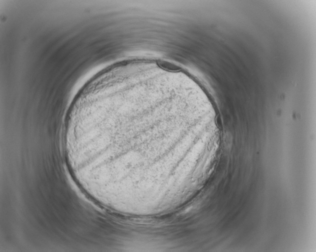 X0000086031295200704201937