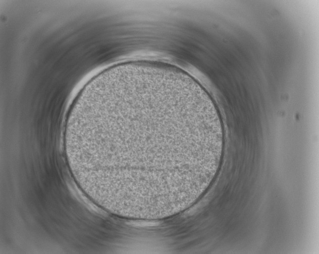 X0000086031296200704201937