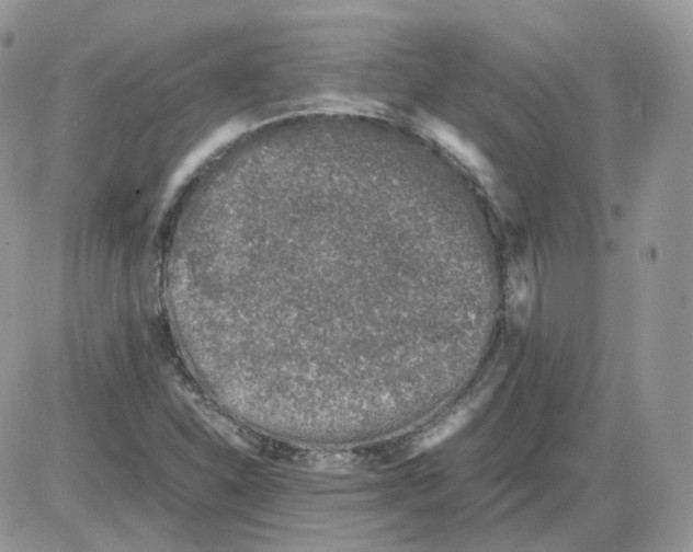 X0000086031310200704201936