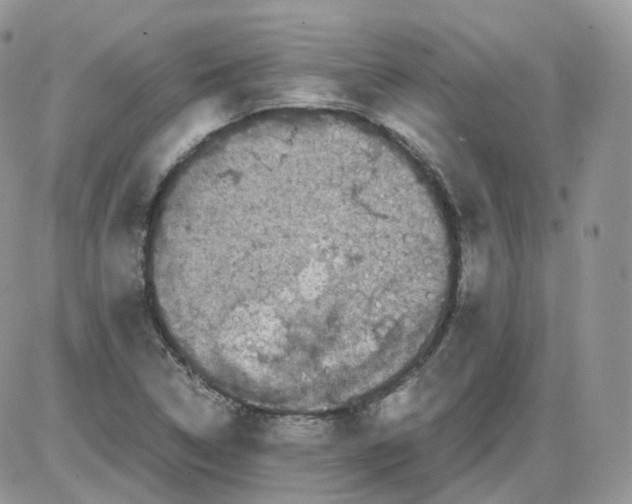 X0000086031314200704201936