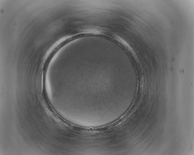 X0000086031323200704201936