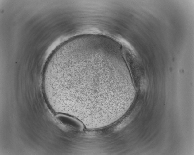 X0000086031326200704201936