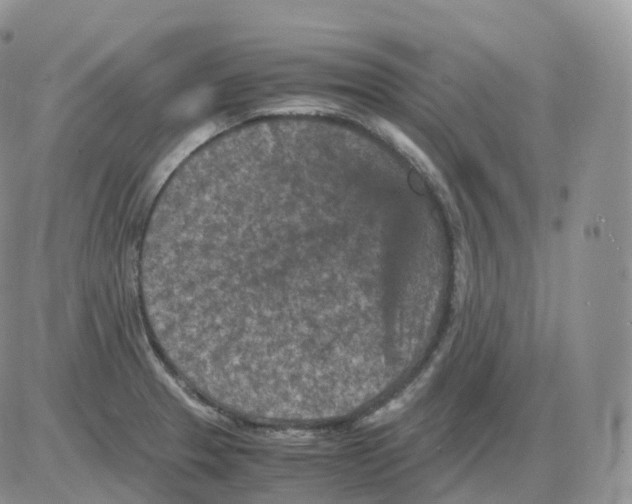 X0000086031329200704201936